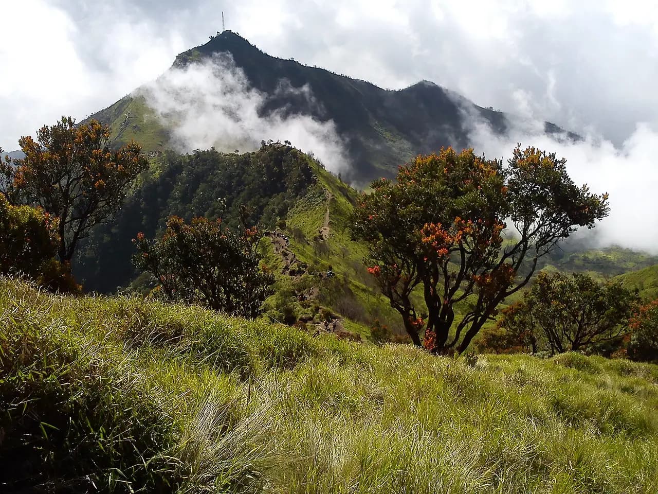 Kawasan puncak Gunung Merbabu dengan rerumputan, pohon cantigi, jalur setapak, dan menara pemancar di puncak bukit
