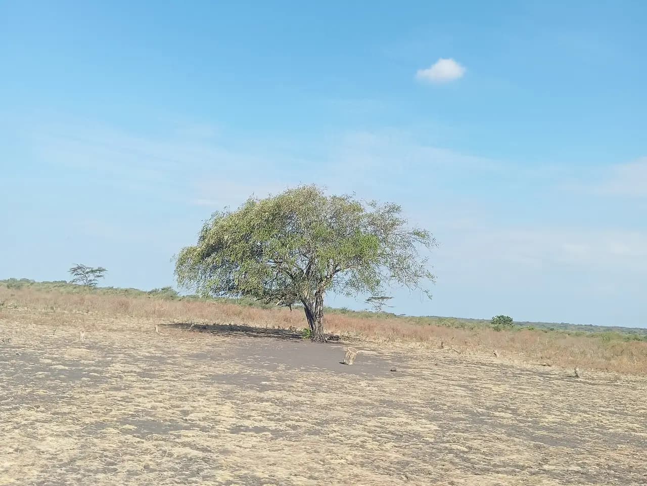 Padang savana kering dengan satu pohon rindang di Savana Bekol, Taman Nasional Baluran