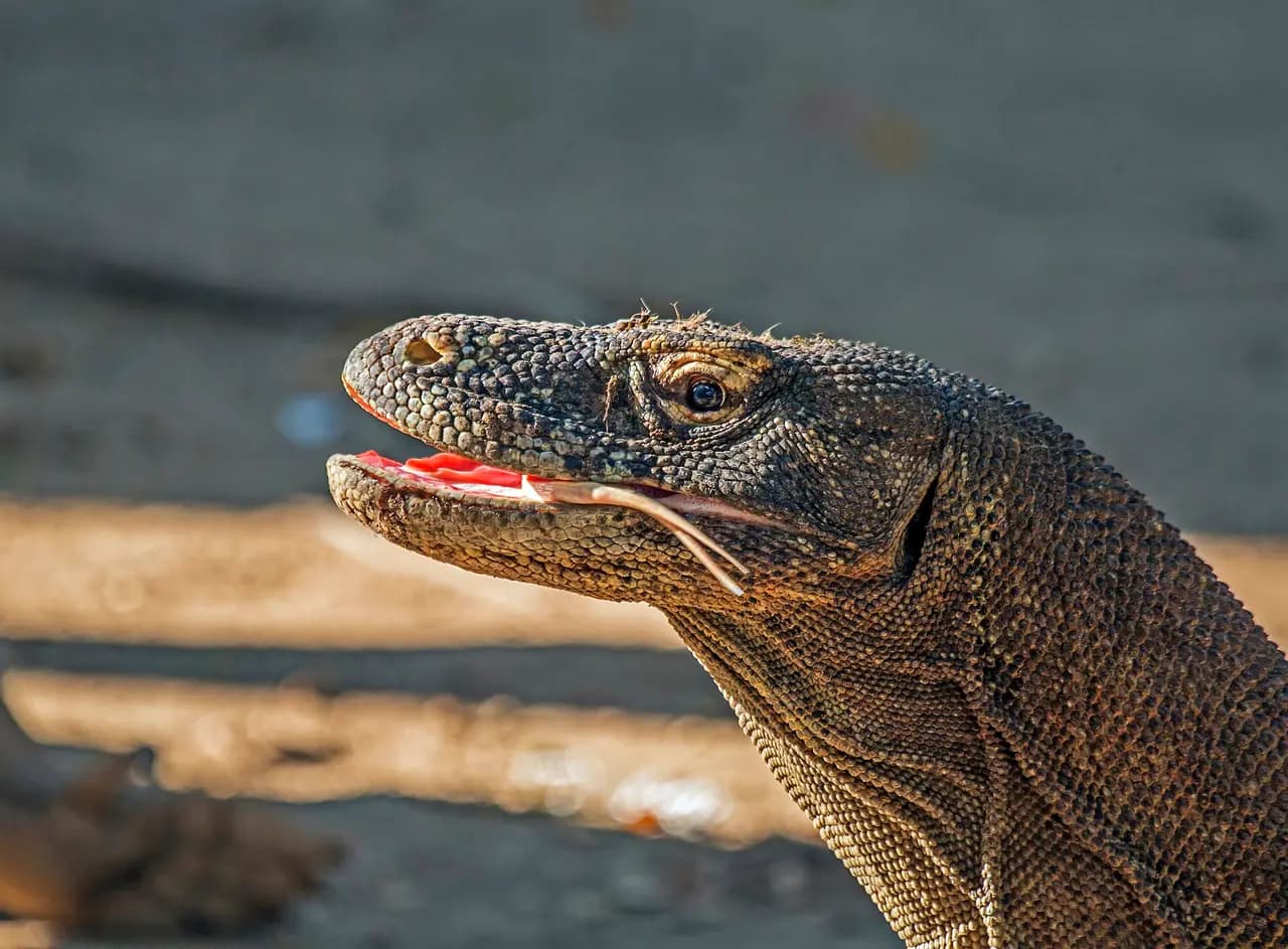 Kepala biawak komodo dengan mulut sedikit terbuka di Pulau Rinca, Taman Nasional Komodo