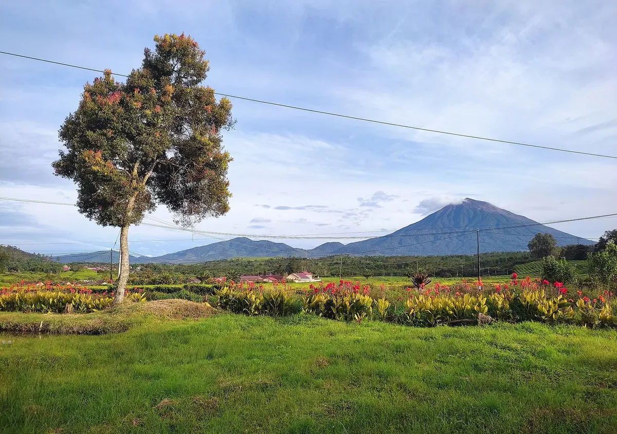 Kerucut Gunung Kerinci di kejauhan, dilihat dari padang rumput dan kebun bunga di Kayu Aro