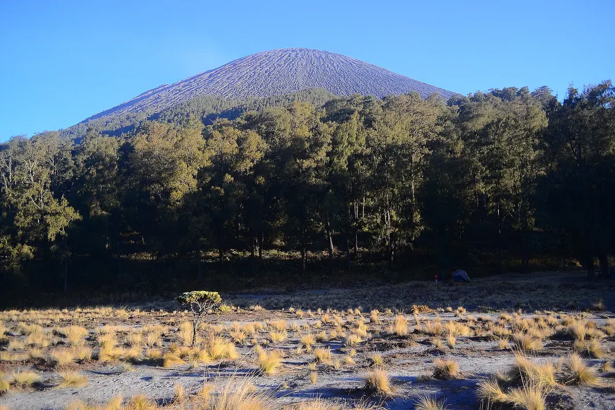 Kerucut pasir puncak Mahameru menjulang di atas hutan cemara, dilihat dari area kemah Kalimati