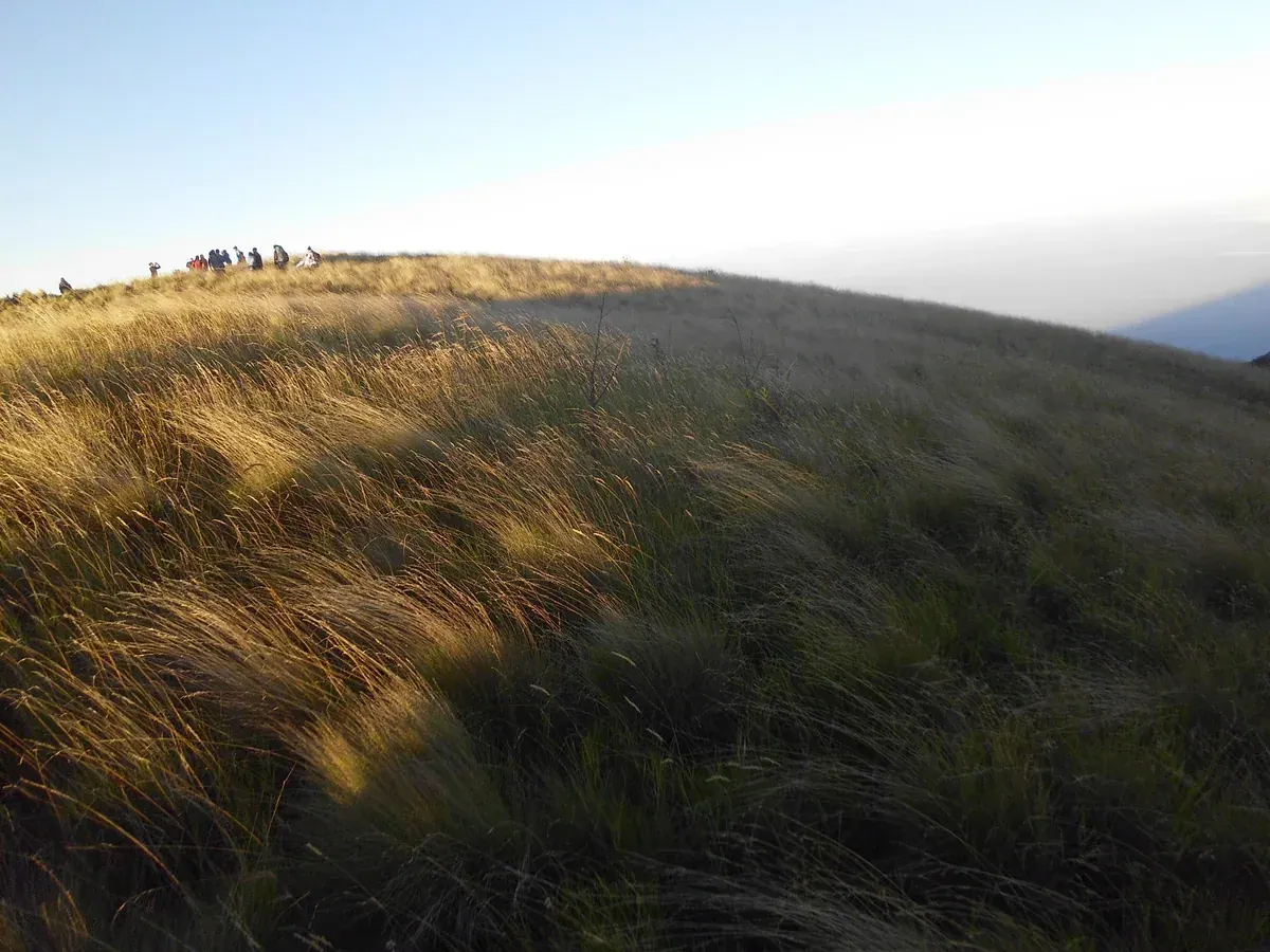 Rombongan kecil pendaki di padang rumput keemasan Gunung Merbabu saat matahari pagi