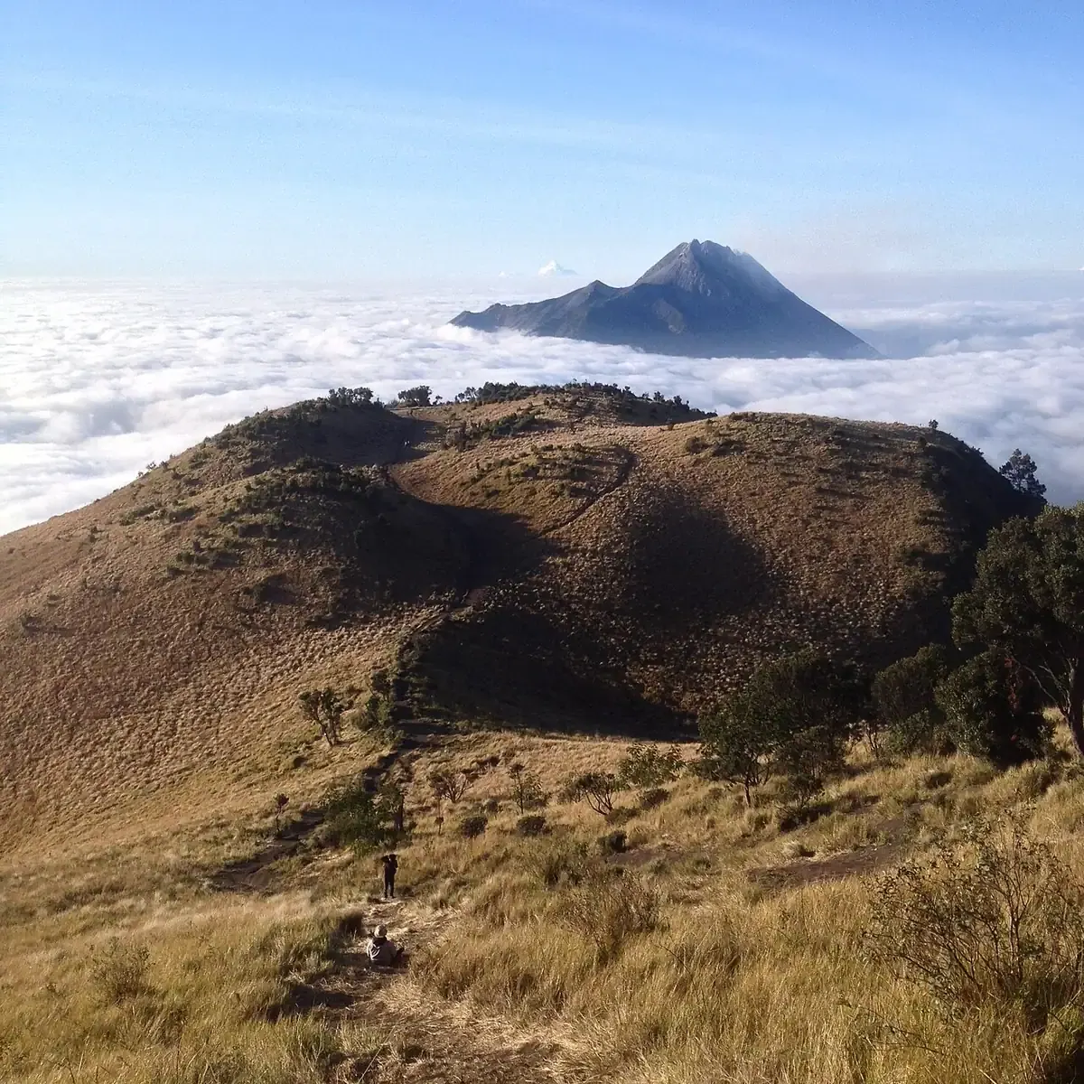 Jalur pendakian Gunung Merbabu di sabana 1 jalur Selo dengan Gunung Merapi menyembul di atas lautan awan